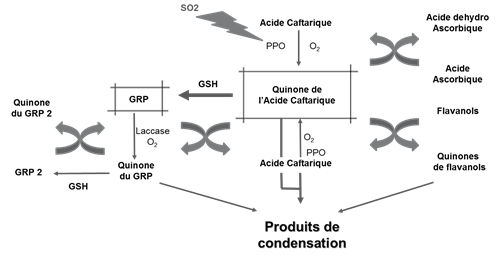 Figura 1: Mecanismo de oxidación enzimática sobre mostos (Fuente: Rigaud et al, 1990)