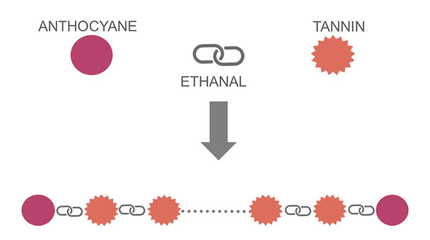 Figura 2 : Principio de polimerización de Tanino-Antociano con el puente etilado. (Fuente : Vivelys)