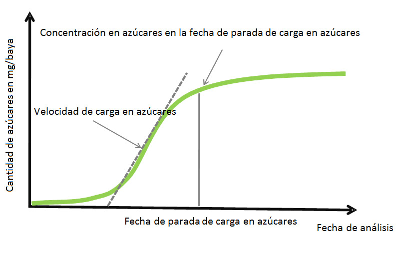 Cantidad de azúcares en mg/baya