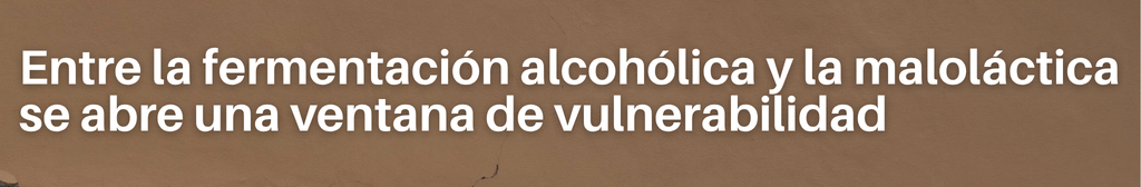 Entre la fermentación alcohólica y la maloláctica se abre una ventana de vulnerabilidad