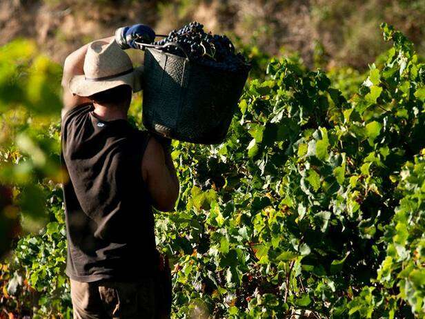 Controles de maduración. ¿Dónde está la fruta?