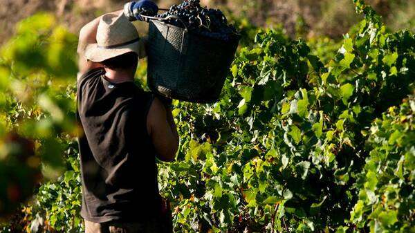 Controles de maduración. ¿Dónde está la fruta?