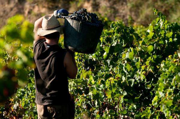 Controles de maduración. ¿Dónde está la fruta?